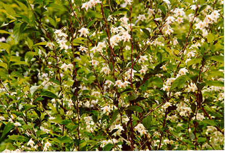 Japanese Snowbell flower