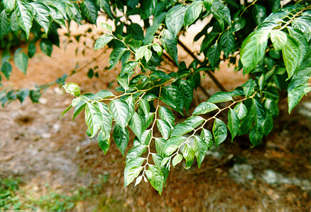 Japanese Snowbell foliage
