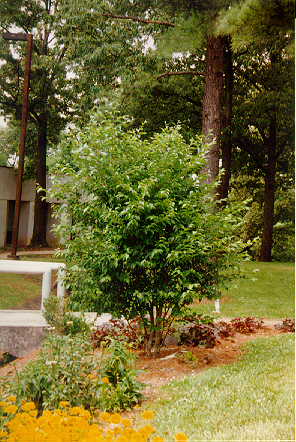 Japanese Snowbell