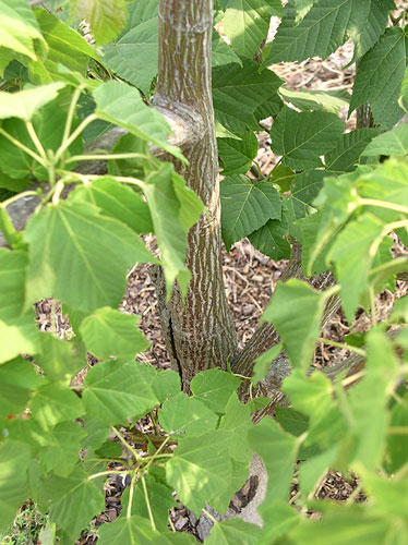 Stripebarked Maple bark