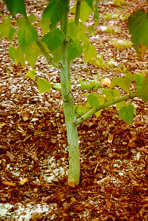 Stripebarked Maple foiliage