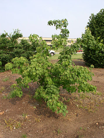 Stripebarked Maple