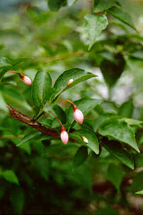Pink Chimes Styrax buds