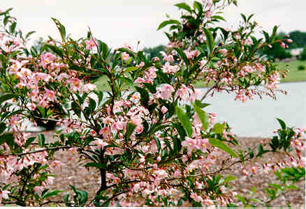 Pink Chimes Styrax flowers