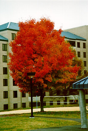 Sugar Maple in the Fall