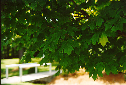 Sugar Maple foliage