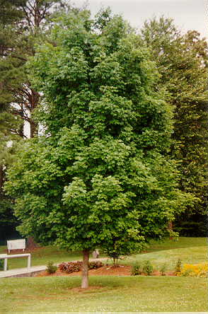 Sugar Maple used in landscaping