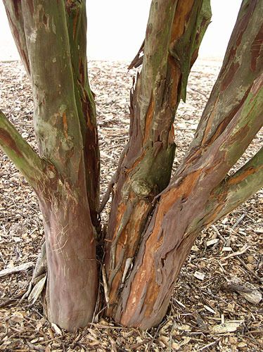 Townhouse Crapemyrtle bark