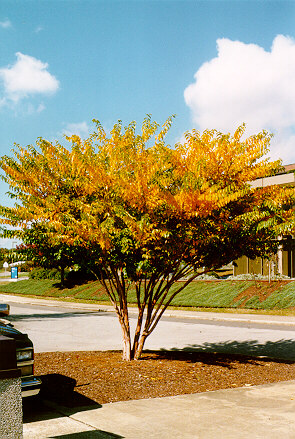 Townhouse Crapemyrtle in the Fall