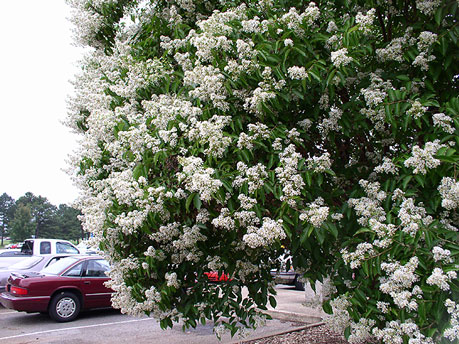 Townhouse Crapemyrtle flowers