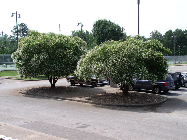 Two Townhouse Crapemyrtles used in landscaping