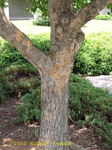 Trident Maple bark