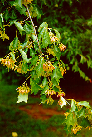 Trident Maple foliage