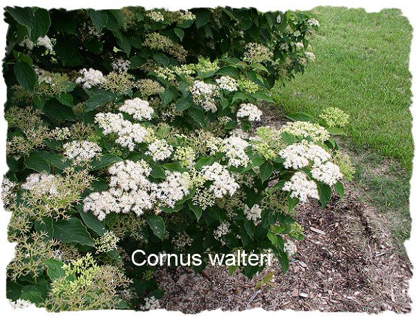 Walter Dogwood flowers
