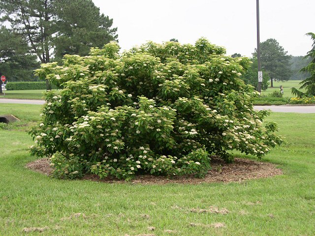 Walter Dogwood