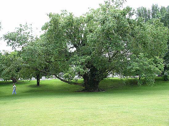 Chinese Wingnut