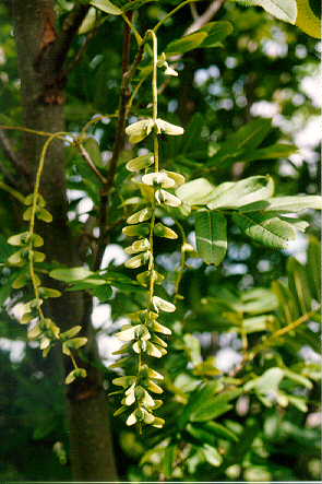Chinese Wingnut seeds