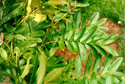 Chinese Wingnut foliage