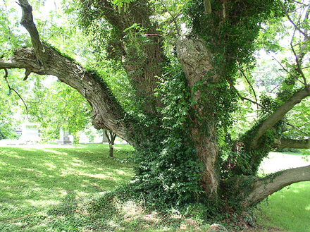 Chinese Wingnut trunk