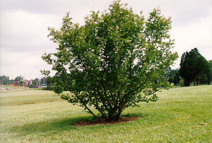Chinese Wingnut