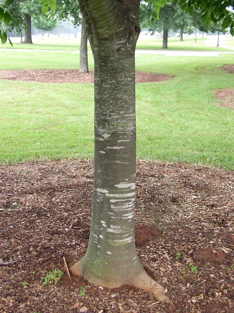 Yellowwood bark