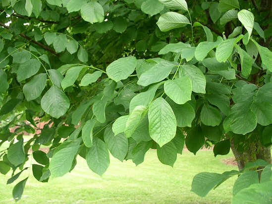 Yellowwood foliage