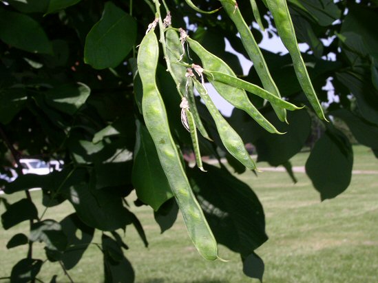Yellowwood seeds