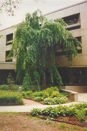 Weeping Yoshino Cherry used in landscaping