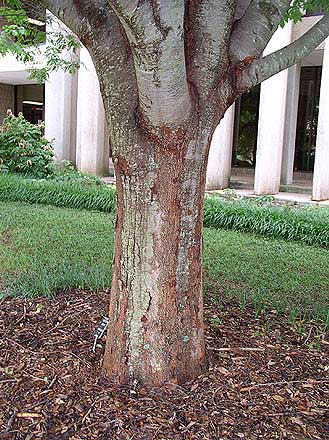 Green Vase Zelkova bark