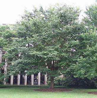 Green Vase Zelkova