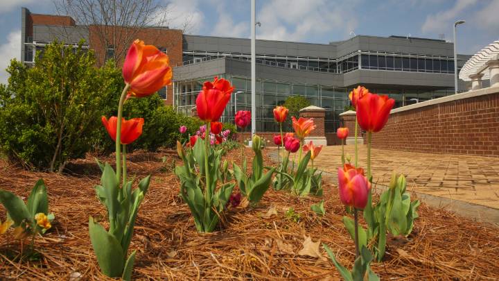 red tulips on uah campus ?>