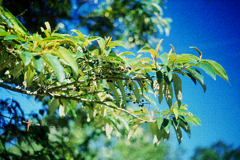 ap-leaves-fruit
