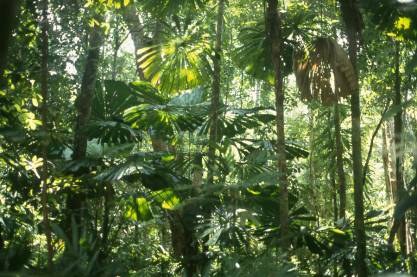 daintree-natl-park