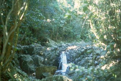 paluma-rainforest