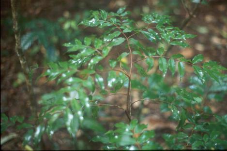 pilidiostigma-tropicum