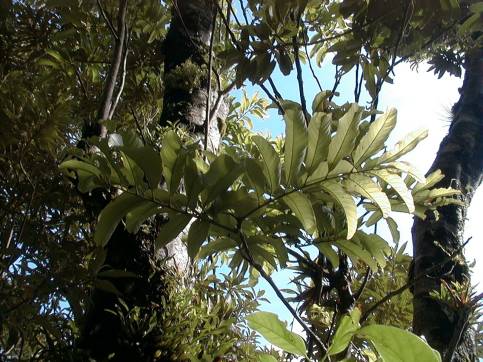 cupania-glabra