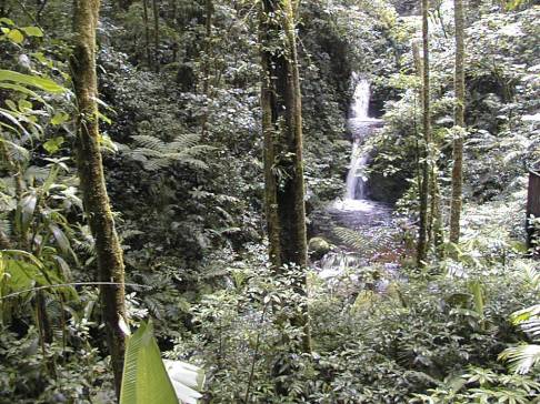 rainforest1