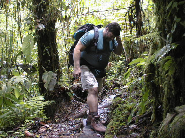 setzer-rainforest1