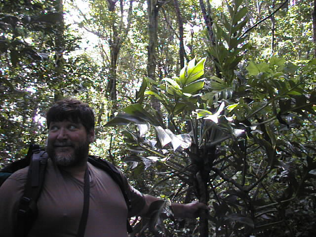 setzer-rainforest2