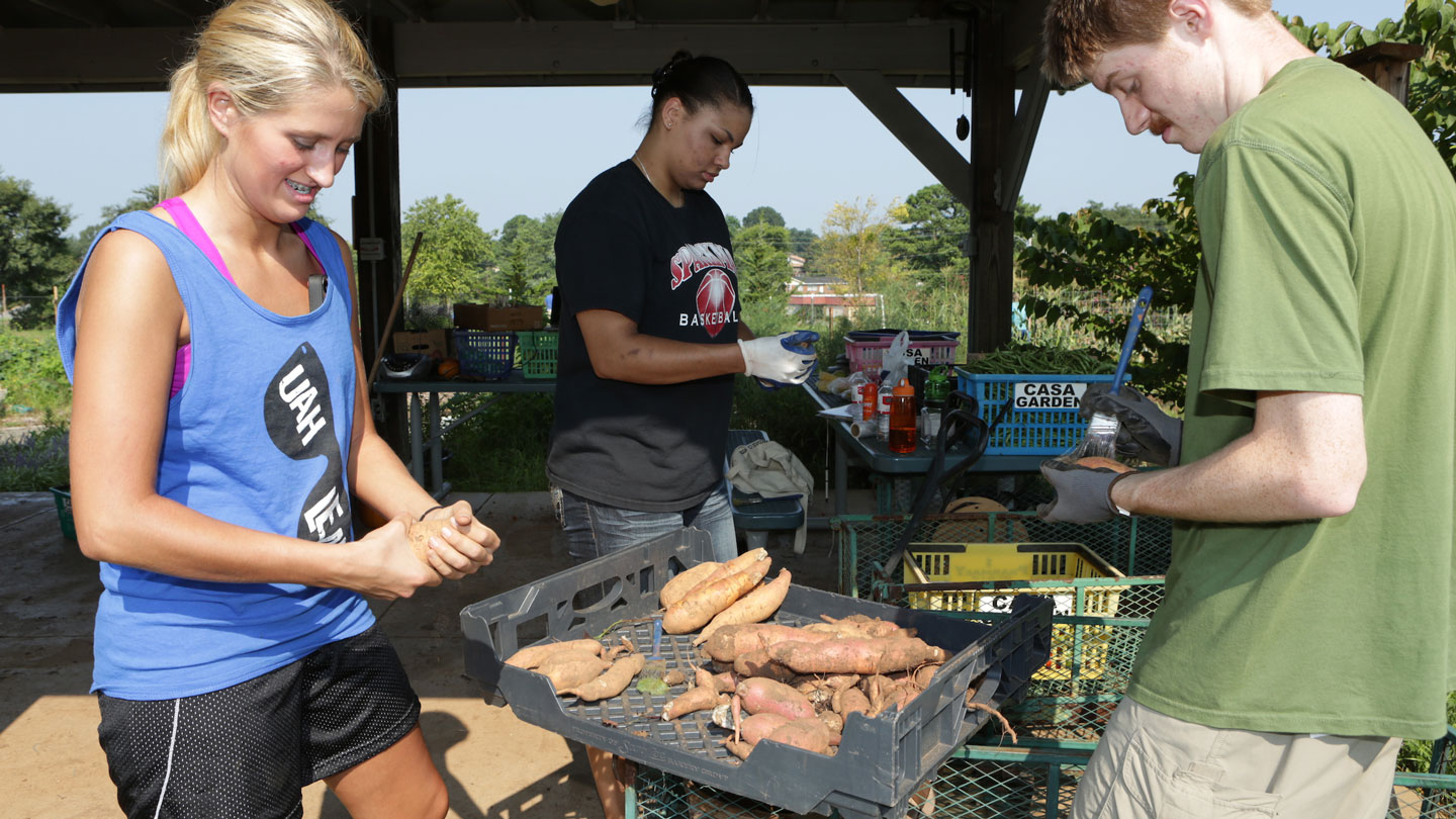 Three U A H students clean donated produce at a C A S A garden center at the Care Assurance System for the Aging and Homebound of Madison County