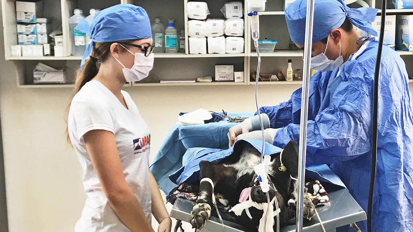 Kayla Hiland and a veterinarian doing surgery on a pet