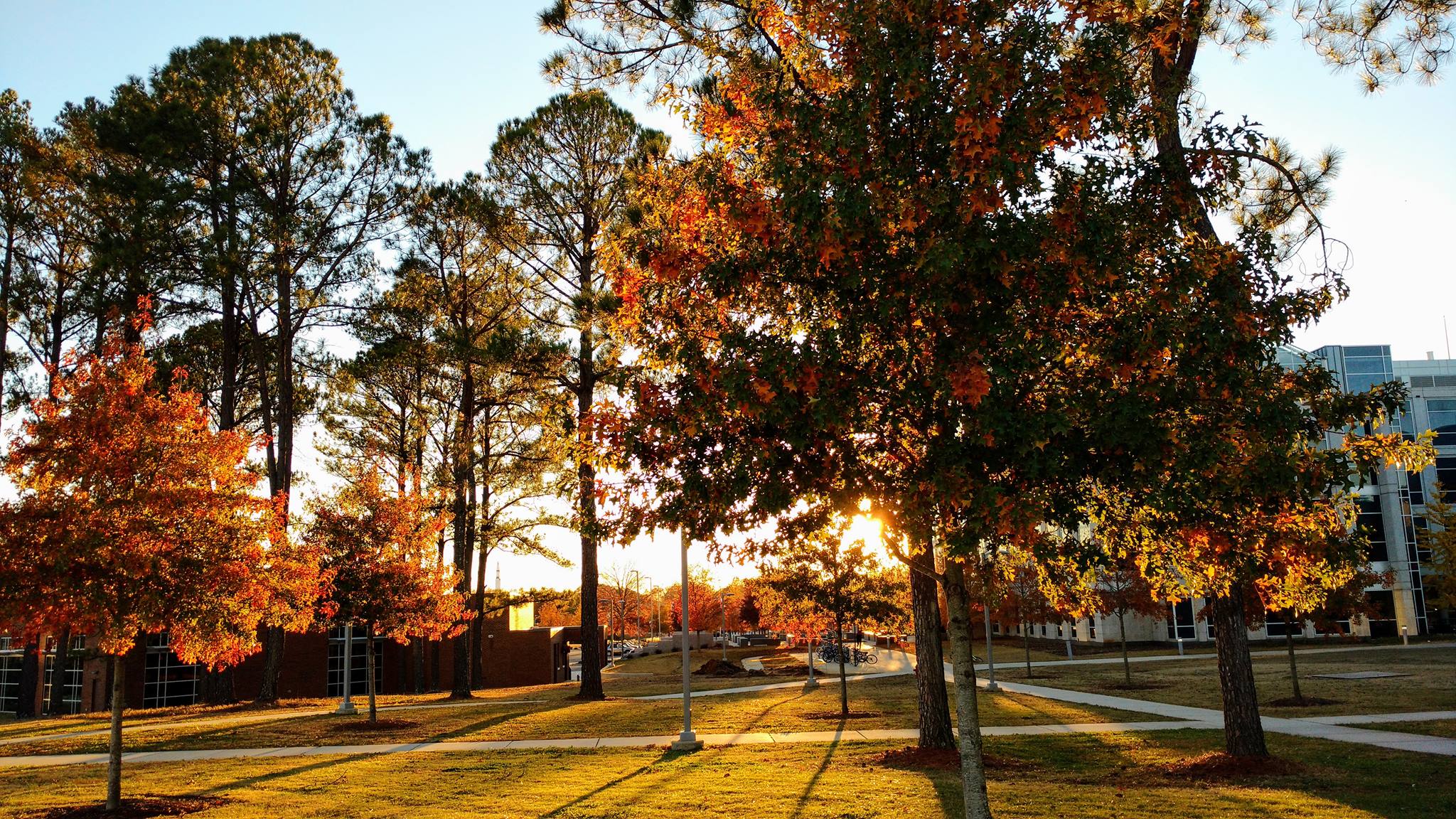 a beautiful fall scene of UAH campus trees