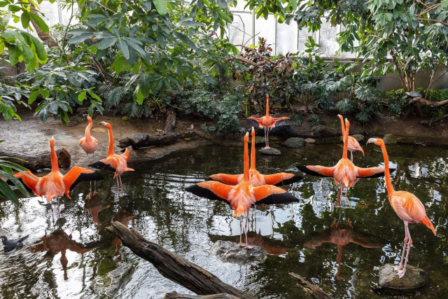 aviary flamingoos