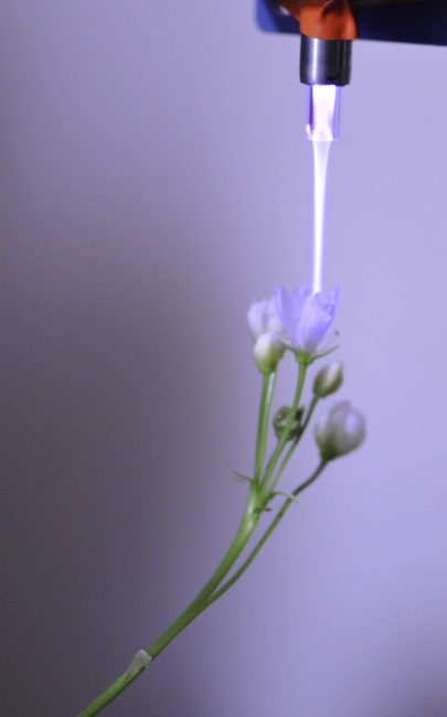 jet flytrap flowers