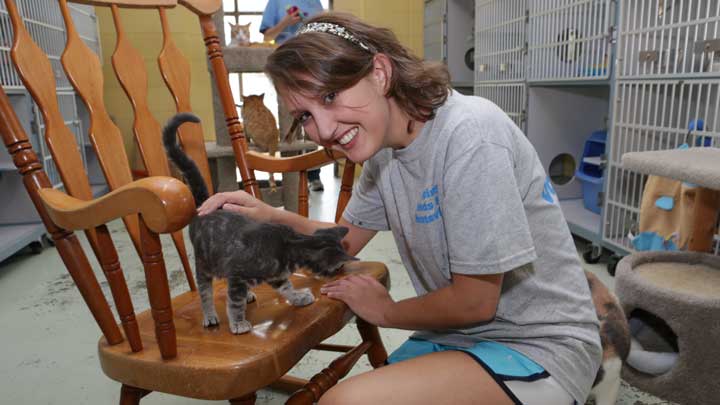 A person kneels beside a wooden chair, gently petting a gray kitten in an animal shelter filled with cat structures and other cats.