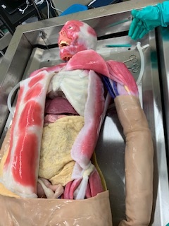 SynDaver opened