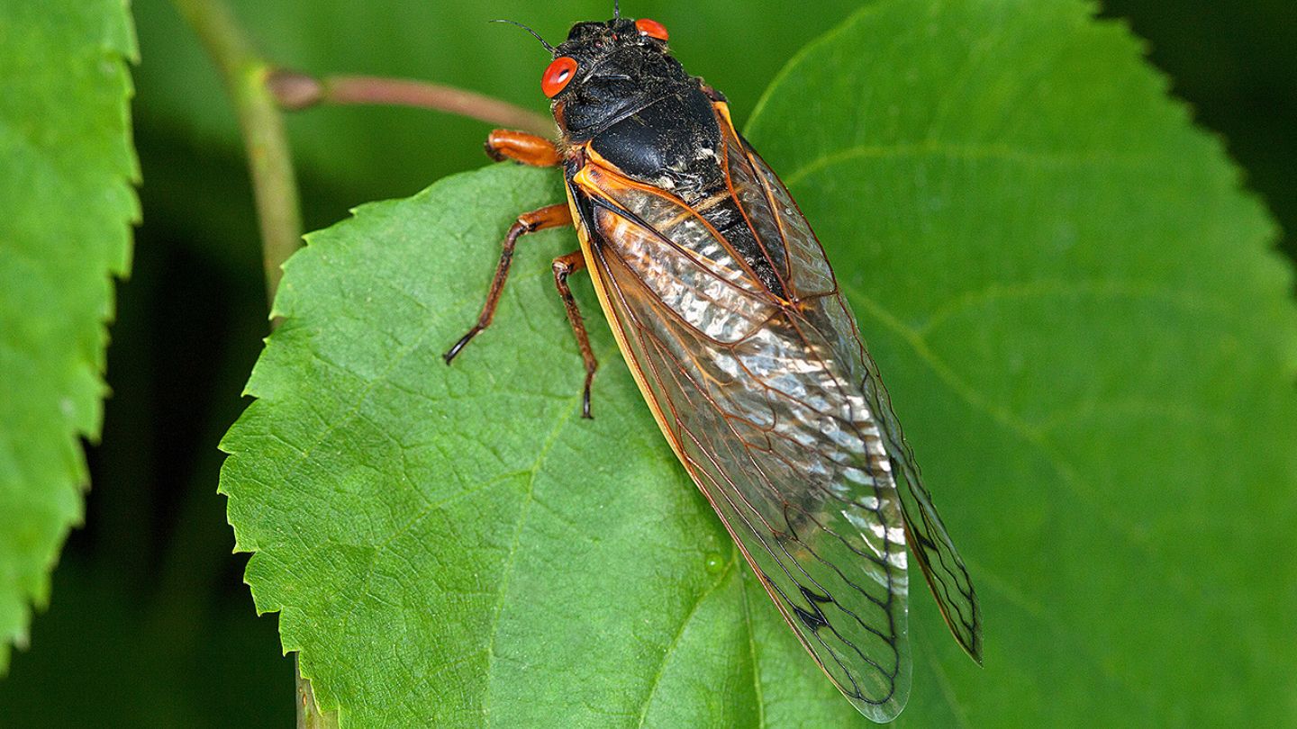 A Brood X 17-year cicada on a linden tree leaf behind the ARS Bee Research Laboratory in Beltsville, MD. 
