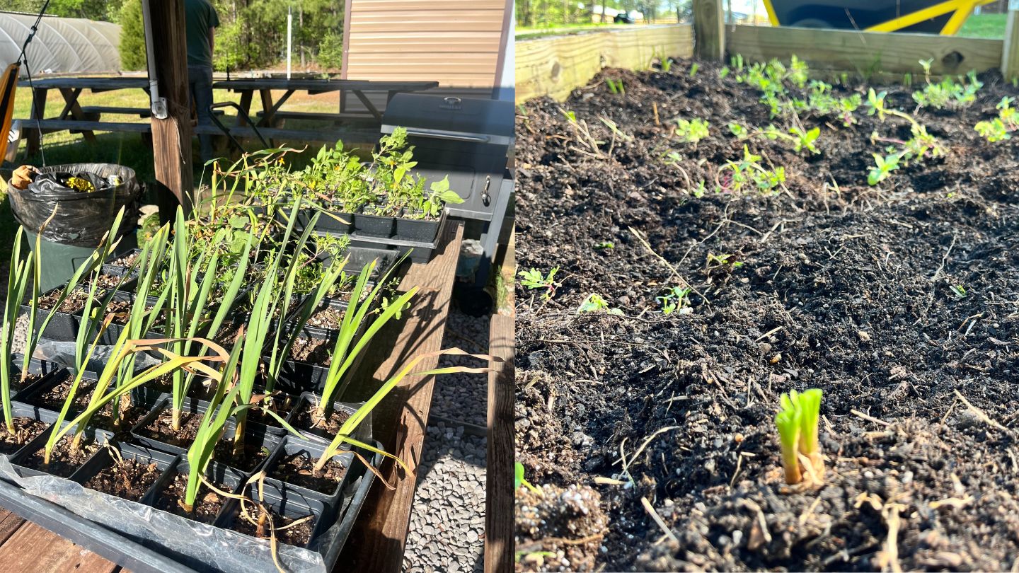 A special mix of 27 different wildflowers that include different varieties of milkweeds grown in the UAH greenhouse and transplanted into outdoor habitats for pollinators.