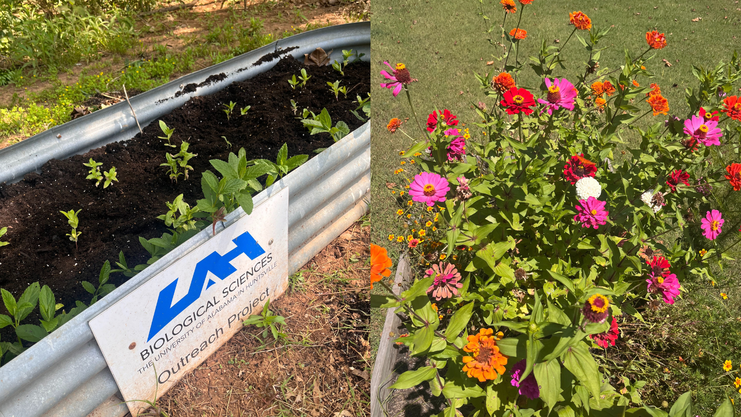 Flowers planted by UAH Department of Biological Sciences Department at the UAH Green Club