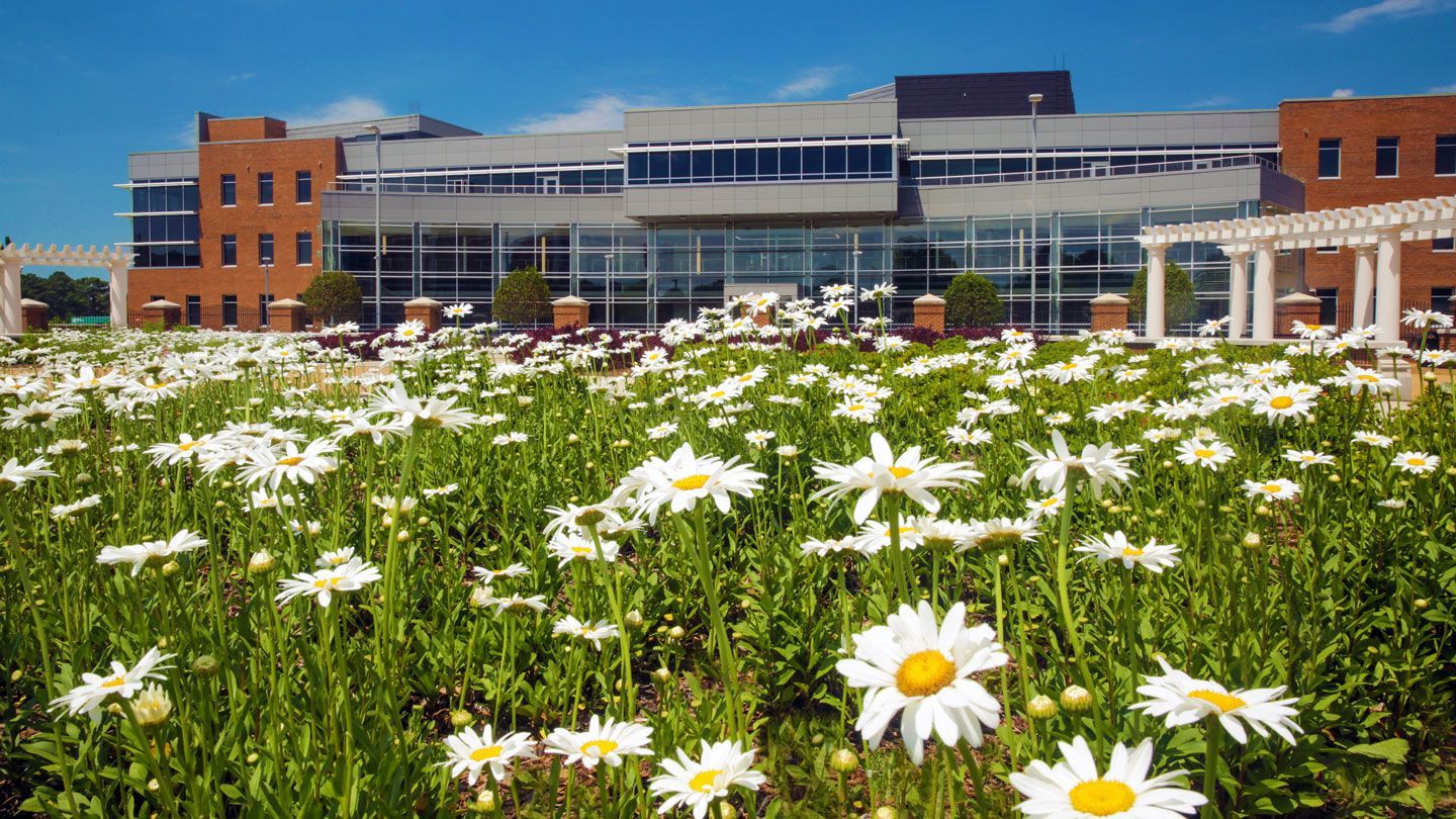 a patch of white daisies in front of a UAH building